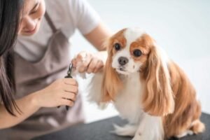 Pet manicures, Professional Clipper for dogs with LED Light